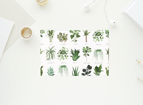 House Plants - 4x6 Postcards