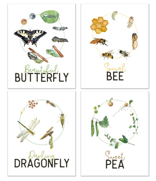Life Cycles - Beautiful Butterfly Social Bee Darling Dragonfly Sweet Pea - Educational Prints - DIGITAL Download Printable File