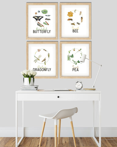 Life Cycles - Beautiful Butterfly Social Bee Darling Dragonfly Sweet Pea - Educational Prints - DIGITAL Download Printable File